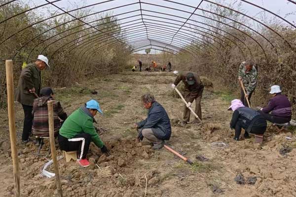 仁爱天使,2003网站太阳集团,中药材